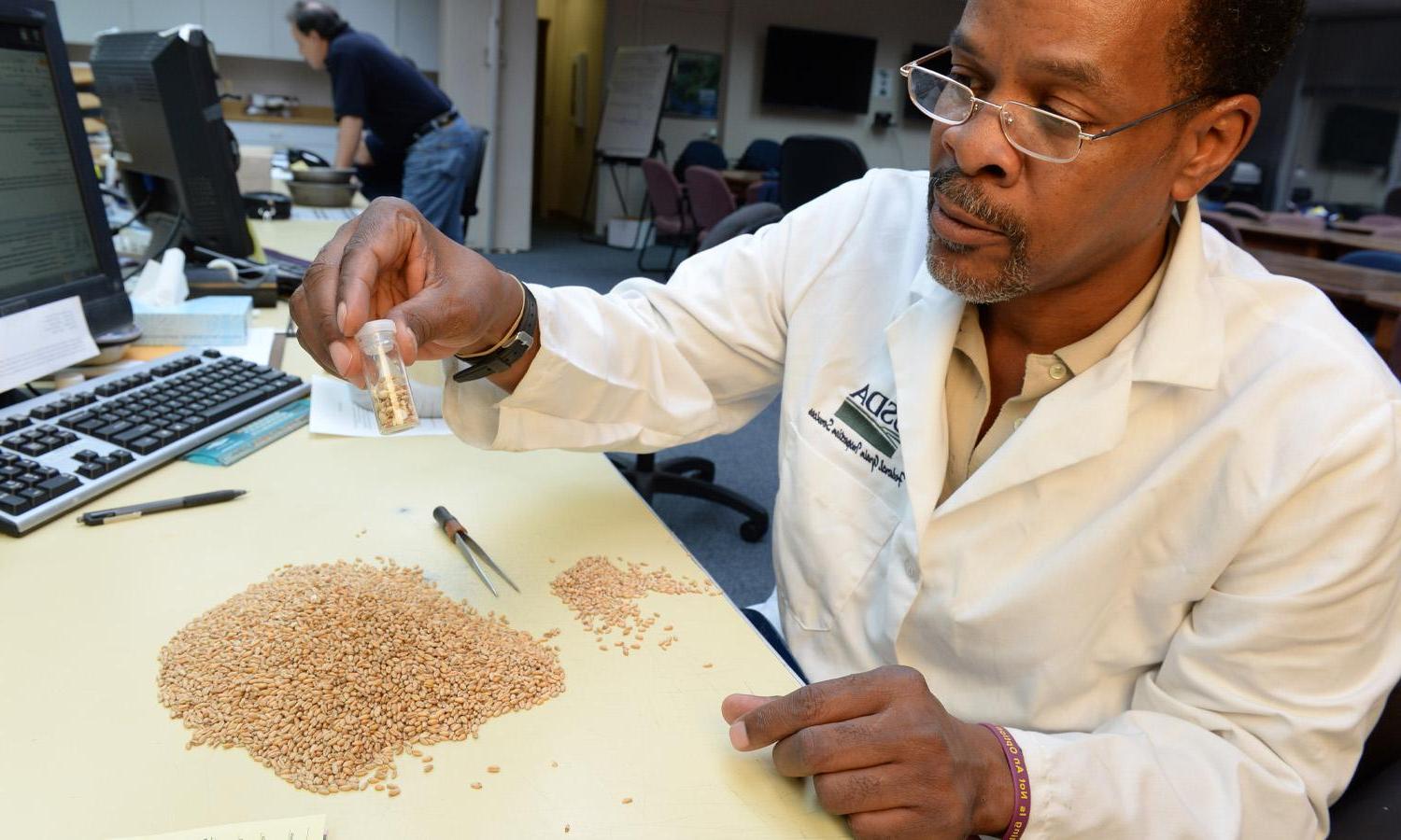 A USDA scientist inspects grains.
