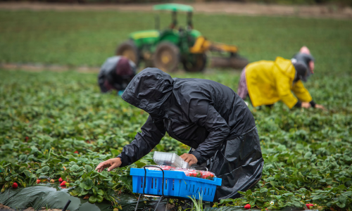 photo of three farm工人 in a field, all wearing raincoats and on their knees so they can pick strawberries in the rain; a tractor sits idle in the background