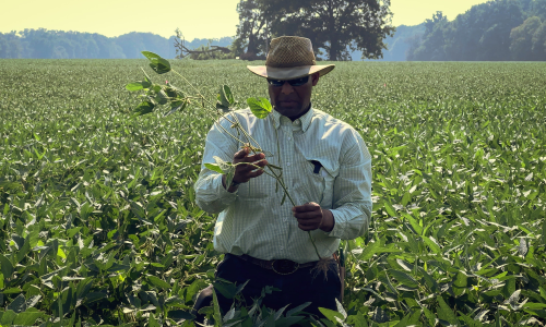 一名阿肯色州大豆和稻农在田地中间的照片, waist-deep in his crop, 持有一株植物的茎在他的手中当他检查它